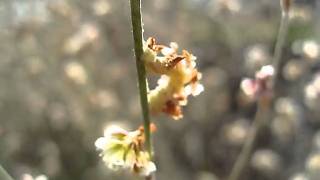 Caterpiller with Flower Camouflage [upl. by Sivla37]