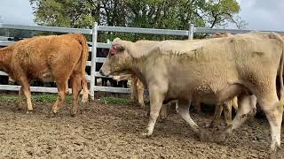 19 Charolais X Cows [upl. by Gascony]