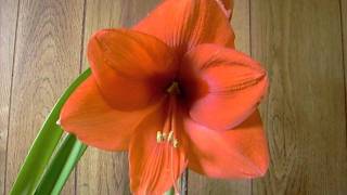 Amaryllis Bulb Gold Medal Hippeastrum [upl. by Anayi]