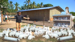 RABBIT FARMING│The modern method of breeding amp raising rabbits on ground [upl. by Sophie]