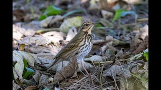 Olive backed pipit [upl. by Claudell840]