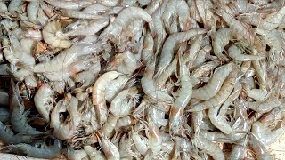 Big Prawns Shrimps in My Street  Fresh Farmed Indian Tiger Prawns Cleaning Shrimp Videos [upl. by Enerual]