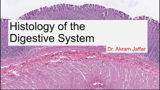 Histology of the Digestive System [upl. by Crawley]