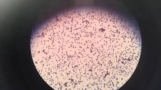 Micrococcus [upl. by Boys]