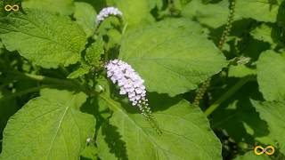 HELIOTROPIUM INDICUM INDIAN HELIOTROPE AKONFEM ATIKO MEDICINAL PLANT IDENTIFICATION [upl. by Nyleikcaj]