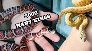 IS THIS ONE OF THE BIGGEST KING SNAKE COLLECTIONS part two of collection video [upl. by Kat]