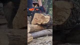 motosierra china royal 58cc prueba motosierra chainsawman tutorial reparations stihl lena [upl. by Valery]