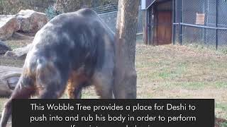 Deshis New Wobble Tree [upl. by Thorlie105]