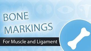 Bone Markings Muscle and Ligament Attachment Points [upl. by Nodaj]