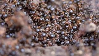 Lasius brunneus réveil des fourmis au printemps [upl. by Rochella119]