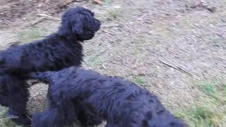 KLORD Buhlbino and KALINKA bUHLBINO 35 months black briard puppies [upl. by Nylkcaj]