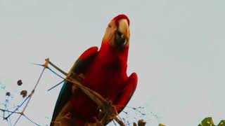 scarlet Macaws parrots Tulemar Costa Rica [upl. by Nylsej]