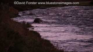 Otter on the River Tees in Upper Teesdale [upl. by Sofko]