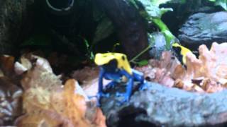 Dendrobates tinctorius citronella [upl. by Walling]