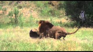 Male Lion vs Bear [upl. by Merrow]