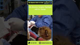 Use of CArm fluoroscope which provides realtime video xrays safarivet CarmFluoroscope [upl. by Adnahc317]