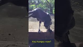 Uwak is HUNGRY now trending shorts trendingshorts reels [upl. by Tallie3]