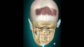 3d Animationof occipitofrontalis muscle actionbiology viralshort [upl. by Yrol]