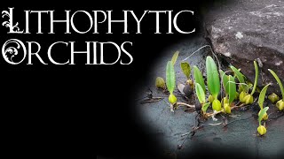 Lithophytic Bulbophyllum Orchids [upl. by Stanway921]