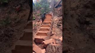 Tree Steps 🪜 shorts trending tree steps treesteps vairalvideo eco [upl. by Richardson]