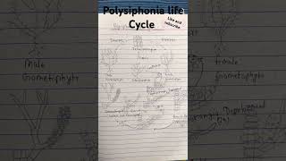 Polysiphonia life Cycle bsc bed 1st sem [upl. by Avilla]