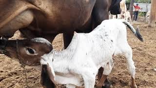 Becerro tomando leche [upl. by Celinda]