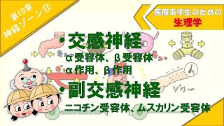 生理学 神経ゾーン⑪ 「交感神経α作用・β作用」「副交感神経ニコチン受容体・ムスカリン受容体」 [upl. by Kellyann]