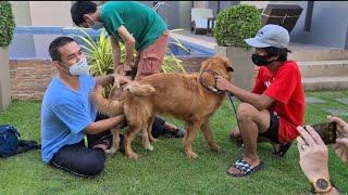 chien saccouplant naturellement  les golden retrievers obtiennent un lien de reproduction chien [upl. by Roda]