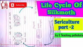 sericulture B sc 3rd year zoologylife cycle of silkworm bombyx mori [upl. by Lihp]