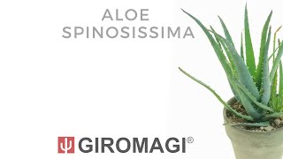 Aloe spinosissima [upl. by Doble]