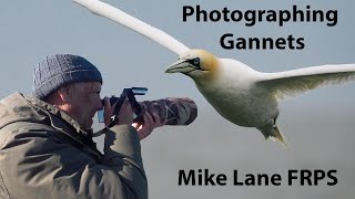 Diving Gannets in slow motion [upl. by Udenihc]