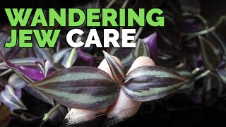 Wandering Jew Plant Care Growing Tradescantia Zebrina [upl. by Nodnahs]