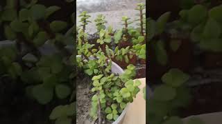 Jade plant care tips homegardening jade jadeplantcare shortsvideo viralshort shorts [upl. by Irish609]