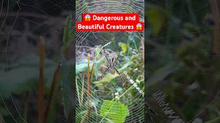 Wild Spider 🕷️  spider insects wildlife [upl. by Eed]