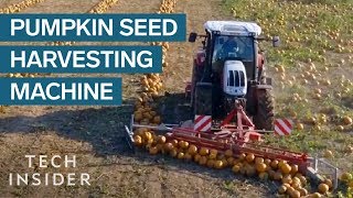 How Pumpkin Seeds Are Harvested [upl. by Adnat]