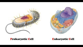 Difference Between Prokaryotic and Eukaryotic Cells  AgriBioTech [upl. by Lothar912]