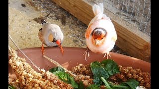 Mixing Bird Species  What Birds Can You Keep Together in an Aviary [upl. by Cannon]