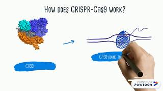 CRISPRCas9 Explained [upl. by Norel154]