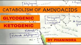 Catabolism of Aminoacids  Degradation  Glycogenic and Ketogenic Aminoacids [upl. by Stets]