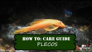 How To Care Guide Pleco or Plecostomus [upl. by Ailemrac584]