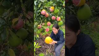 Beautiful Landscape Pomelo Fruit Farm  Sweet Pink Pomelo shorts satisfying fruit farming [upl. by Rudy]