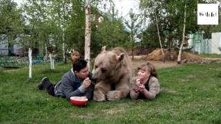 Un ours adopté depuis 23 ans vit avec un couple Russe [upl. by Geiss]