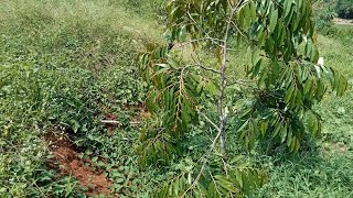 Patah batang entah kenapa durian musang king dan bawor durian petani [upl. by Aynek]