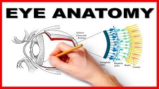 Eye Anatomy and Function  Made Easy [upl. by Eelirrem]