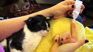 Treating Ringworm on Kitten Violet [upl. by Moreville]