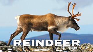 Reindeer Caribou sound [upl. by Stinson356]