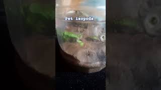 Isopod terrarium mypet lofi music [upl. by Vincentia]