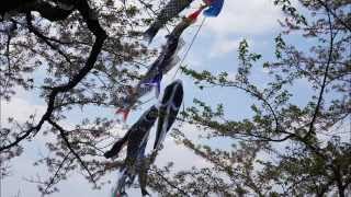 Koinobori at Kitakami during Hanami 2015 [upl. by Yates72]