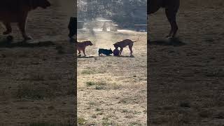 Playtime at the dog park [upl. by Corell509]