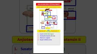 Renin Anjiyotensin Aldosteron Sistemi 2 [upl. by Moonier]